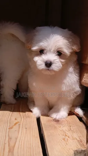 1-3 months Male Purebred Havanese