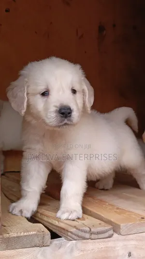 1-3 months Male Purebred Golden Retriever