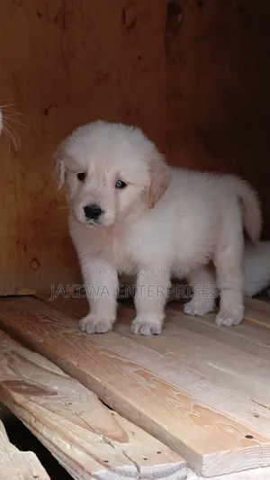 1-3 months Female Purebred Golden Retriever