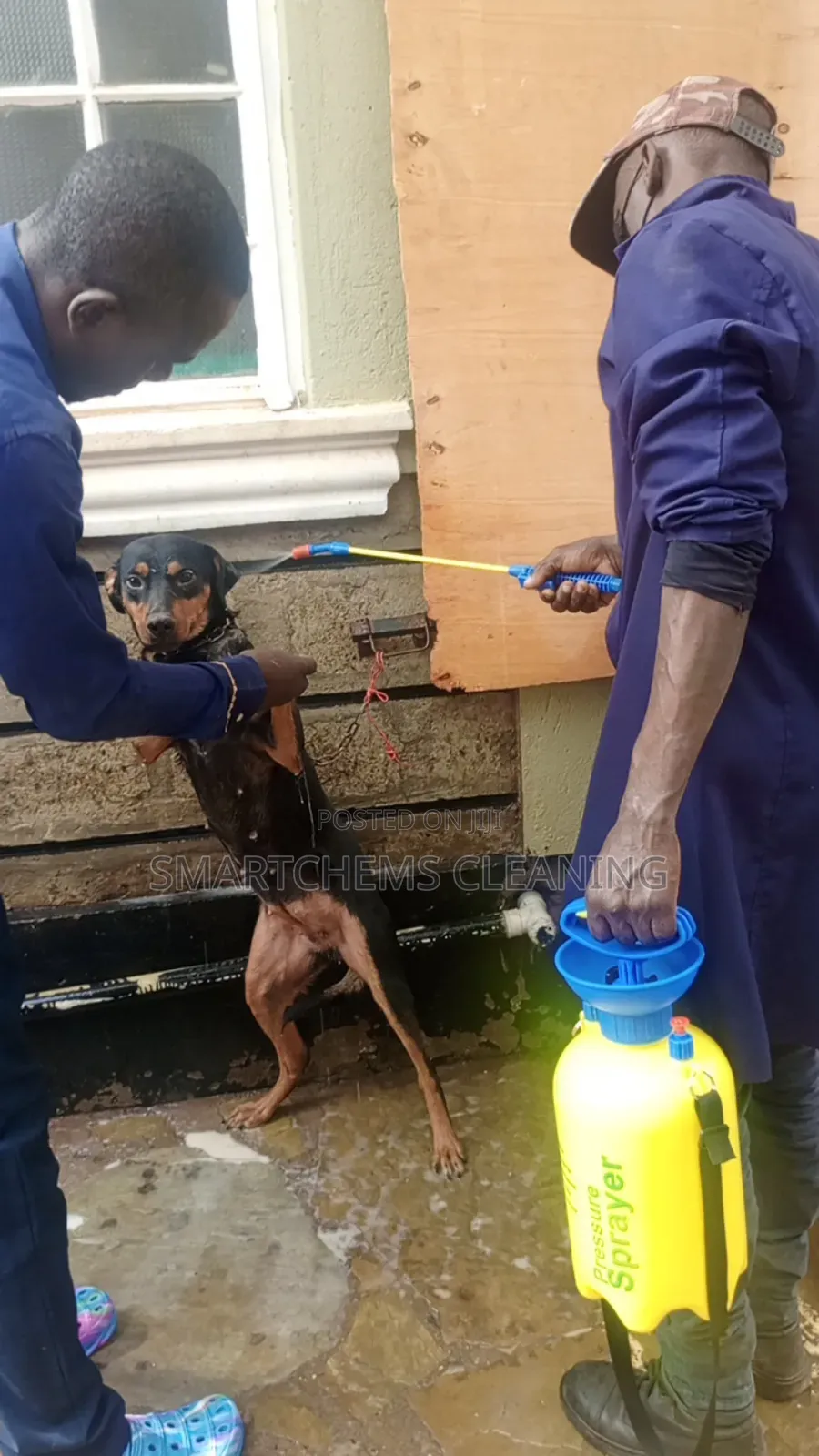 Dogs Fleas Control Services
