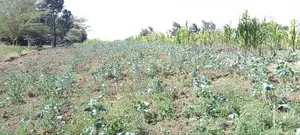 Half Acre in Kinūngi (Nyamathi Centre)