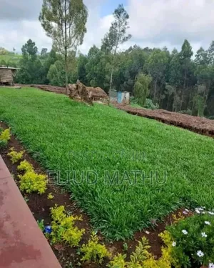 Pemba Grass
