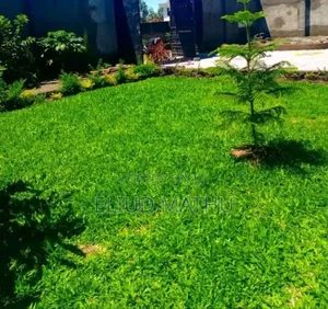 Pemba Grass