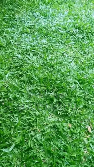 Pemba Grass