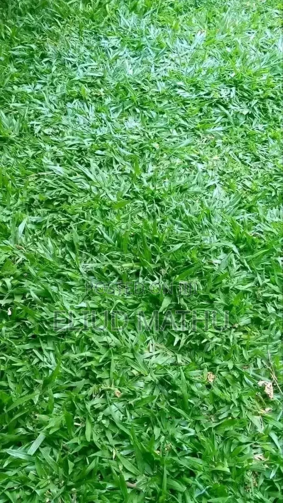 Pemba Grass