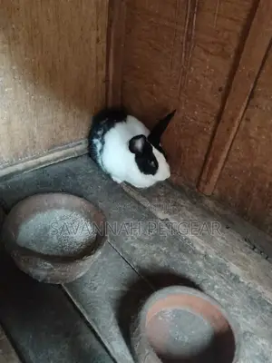 Dutch Rabbit, a Popular Breed of Domestic Rabbit - Mature