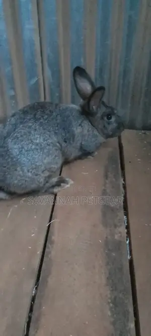 Flemish Giant Rabbit Expectant Females