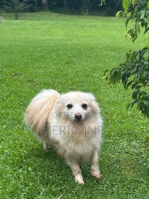 6-12 months Male Purebred Chihuahua