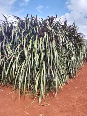 Australian Red Napire