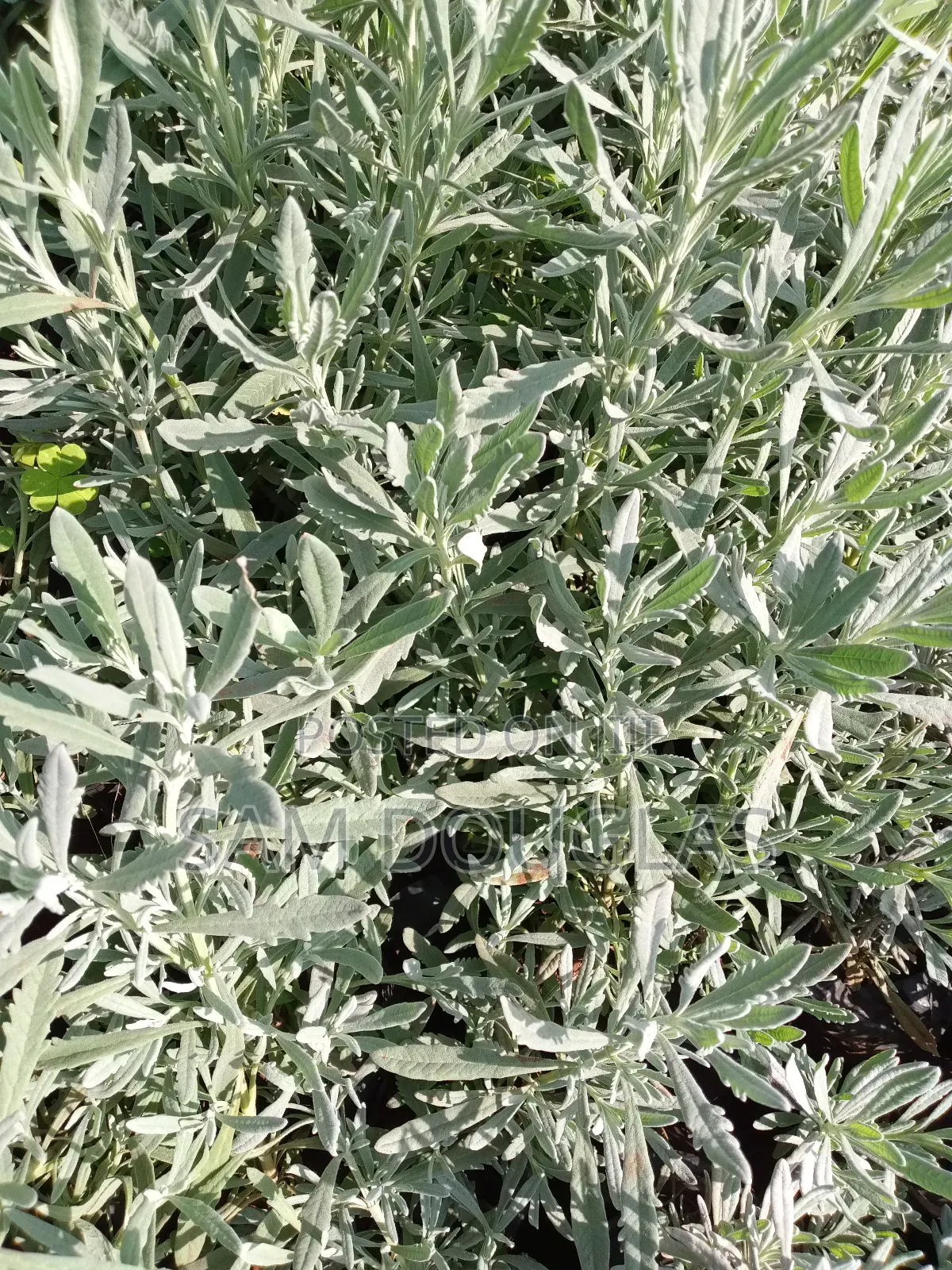 Lavender Herb Seedlings