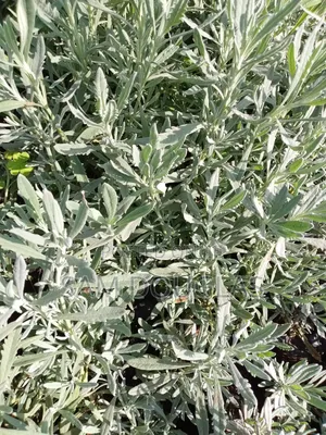 Lavender Herb Seedlings