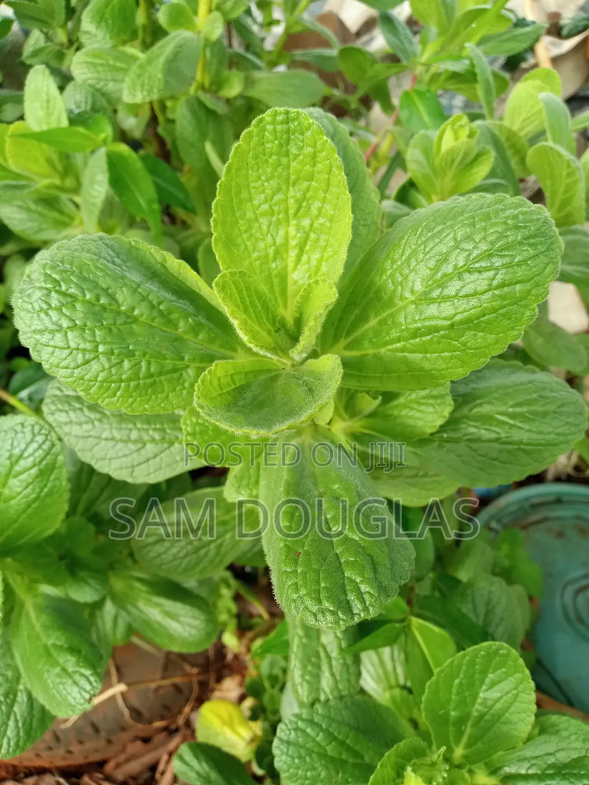 Oregano Herbs Seedlings
