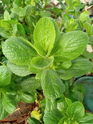 Oregano Herbs Seedlings