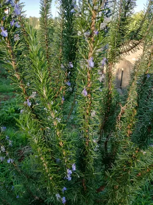 Rosemary Seedlings