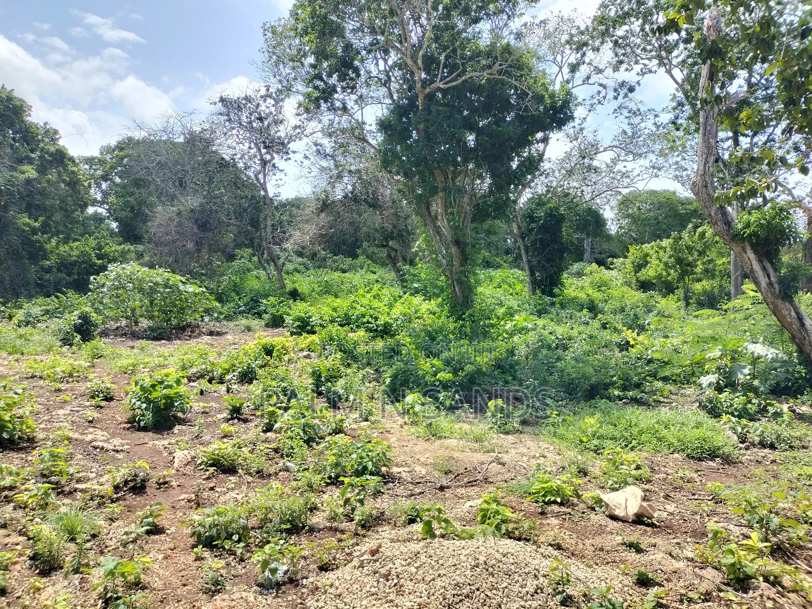 Diani Fourth Row Beach Plot