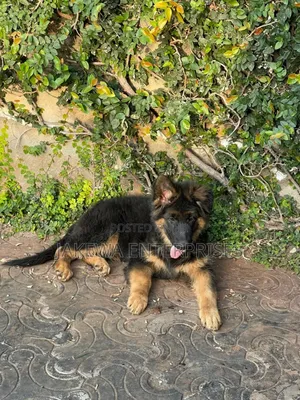 1-3 months Male Purebred German Shepherd