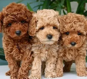 1-3 months Female Purebred Poodle