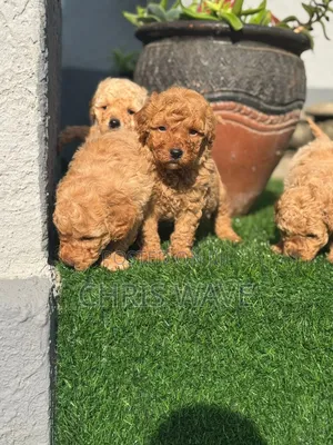 1-3 months Male Purebred Poodle