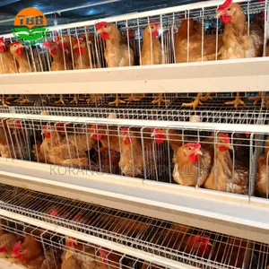 Layers Chicken Cages