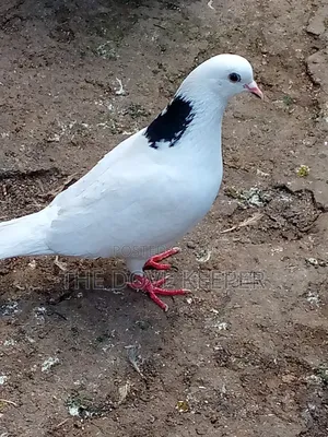 Home Doves
