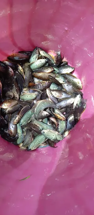 Ornamental Fish