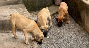 1-3 months Male Purebred Boerboel