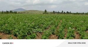 Longonot Farmland