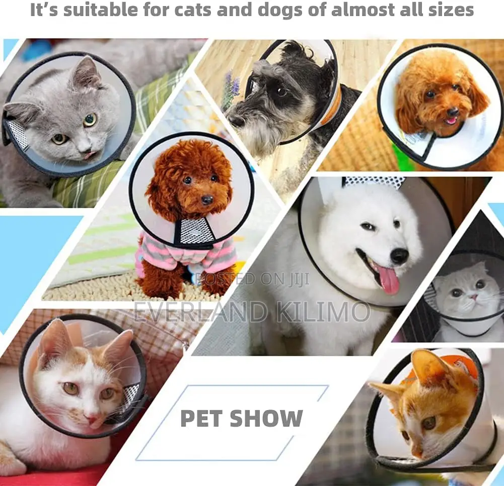 Elizabethan Collar_for Small Dogs