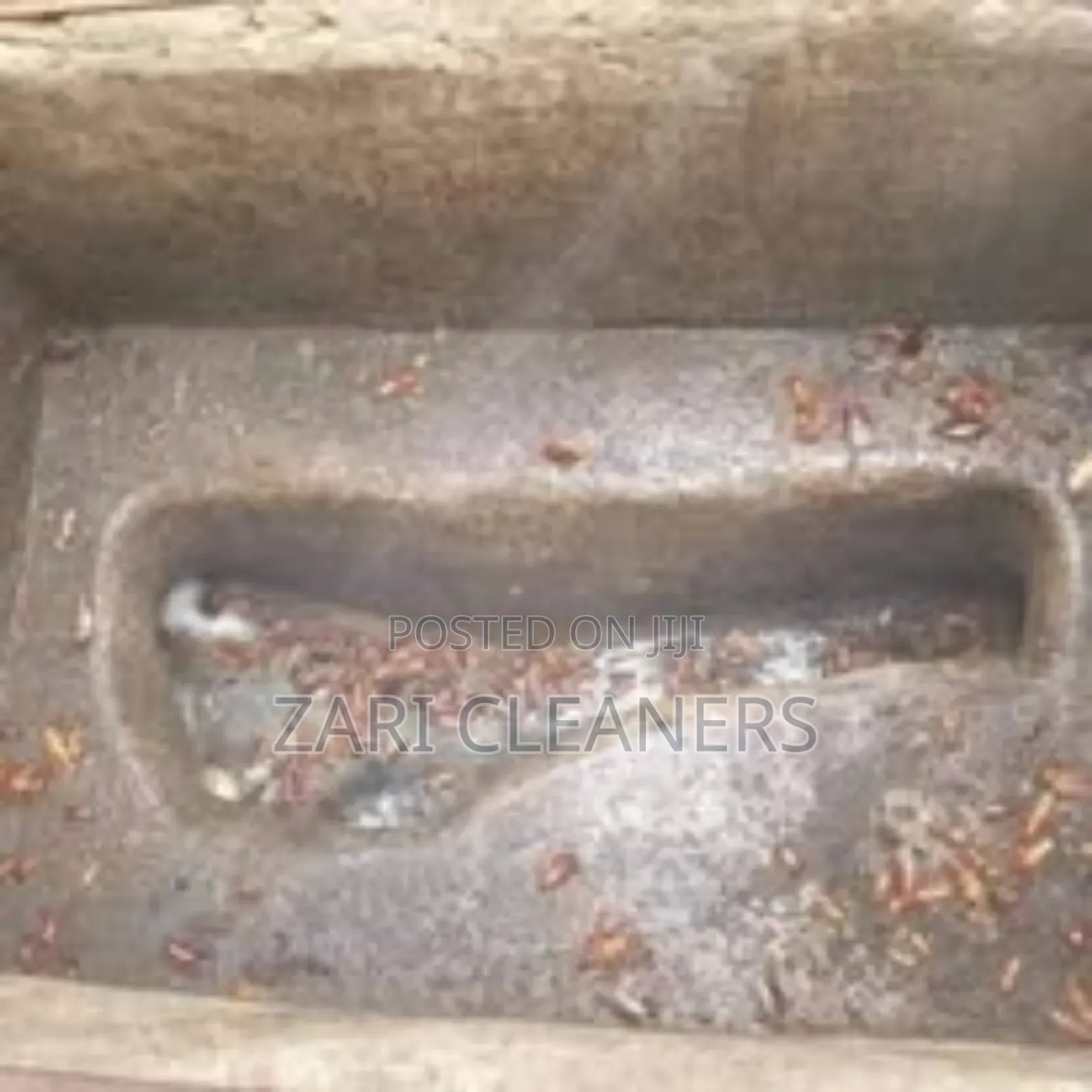 Affordable Rates for Fumigation Pest Control