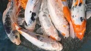 Ornamental Fish
