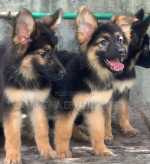 1-3 months Male Purebred German Shepherd