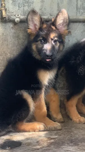 1-3 months Male Purebred German Shepherd