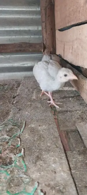 Lavender Guinea Keets Ready for New Homes - 11⁄2 Months Old