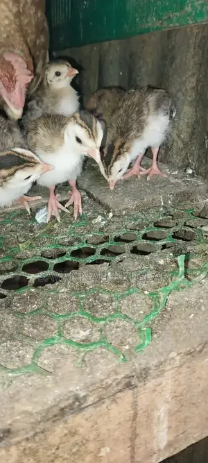 White Chested Kanga Guinea Fowl Keets (Chicks) For Sale