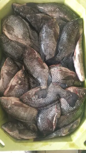 Fish Wholesale Price