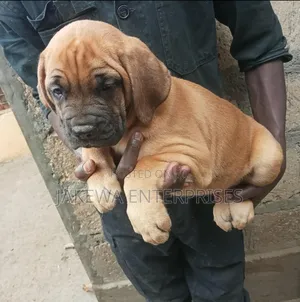 1-3 months Male Purebred Boerboel