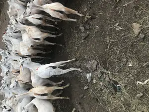 Best Somali Goats