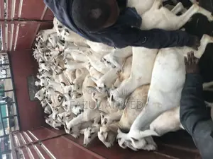 White Somali Goats for Breeding