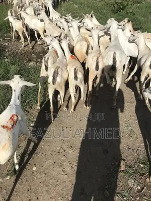 Somali Goats From Northeastern