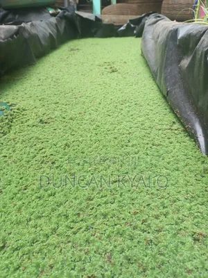 Azolla Feed Supplement