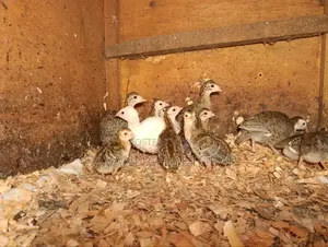 Helmeted Guineafowl Chicks (Numida Meleagris) for Sale