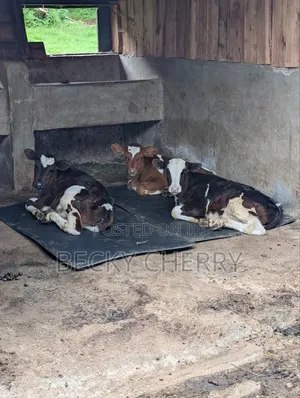 Dairy Worker Needed