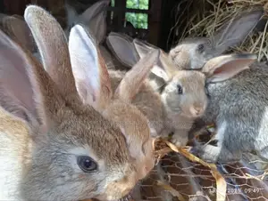 Flemish Giant Bunnies for Sale