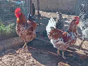 Mature Boschvelder Chicken Pair