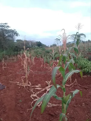 Machakos 1acres and a Quarter -Kwa Mutisya Wangomali