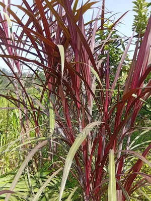 Australian Red Nappier