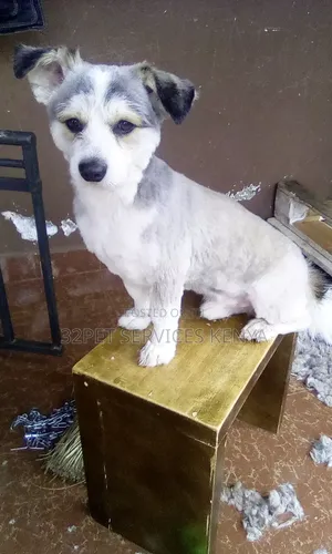 Professional Pet Grooming Services