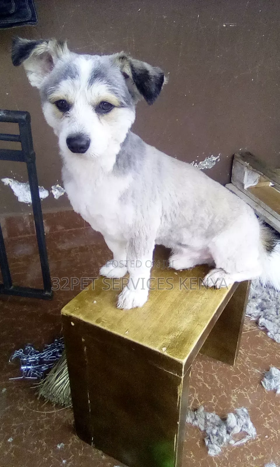 Professional Pet Grooming Services