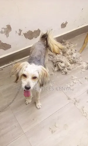 Professional Pet Grooming Services