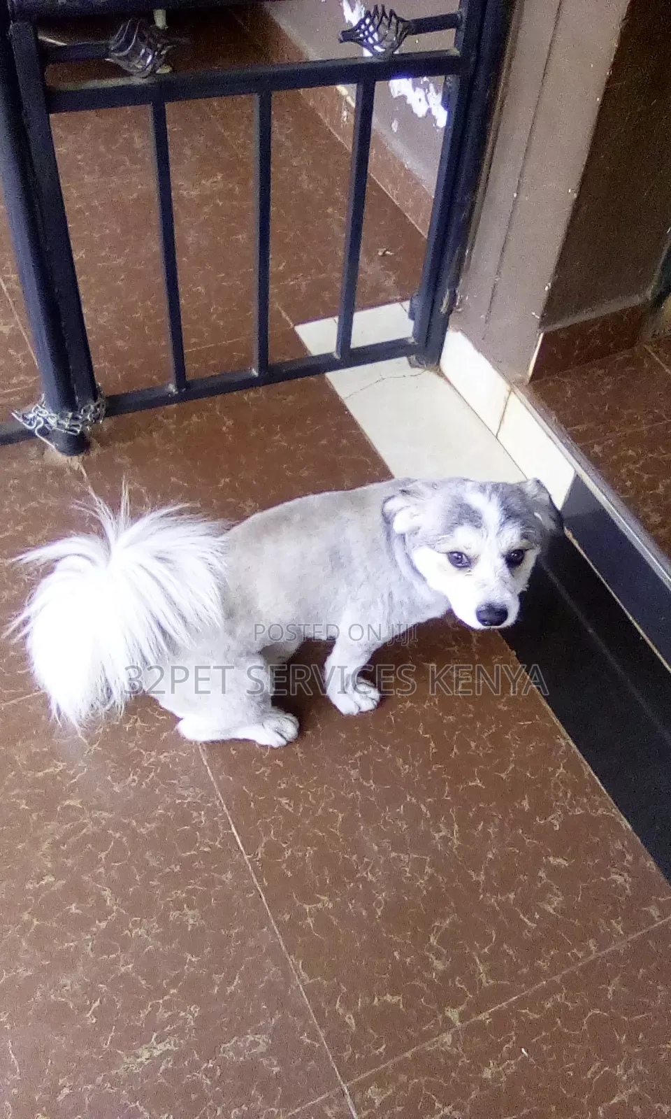 Professional Pet Grooming Services